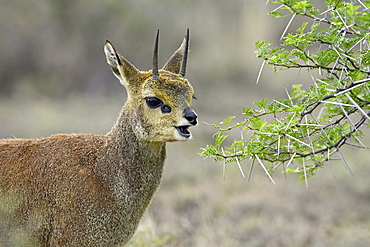 Male klipspringer (Oreotragus oreotragus) eating, Karoo National Park, South Africa, Africa