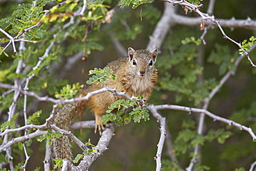 Tree squirrel (Smith's bush squirrel) (yellow-footed squirrel) (Paraxerus cepapi), Kruger National Park, South Africa, Africa