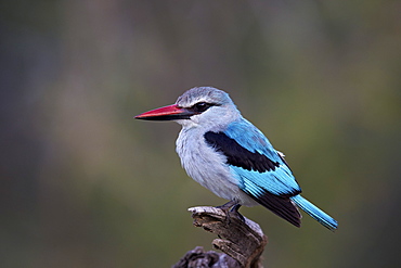 Woodland kingfisher (Halcyon senegalensis), Kruger National Park, South Africa, Africa