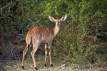 Nyala (Tragelaphus angasii) female, Kruger National Park, South Africa, Africa