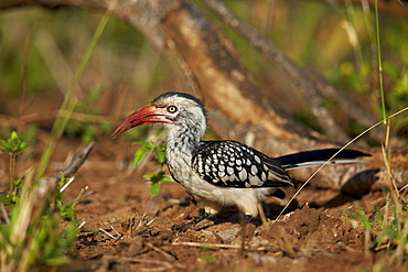 Southern red-billed hornbill (Tockus rufirostris), Kruger National Park, South Africa, Africa