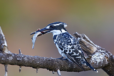 Pied kingfisher (Ceryle rudis) with a fish, Kruger National Park, South Africa, Africa