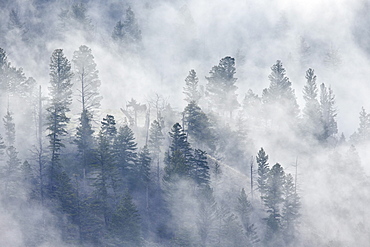 Evergreen trees in fog, Yellowstone National Park, UNESCO World Heritage Site, Wyoming, United States of America, North America