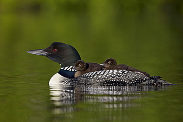 Common Loon (Gavia immer) chicks riding on their mother's back, Lac Le Jeune Provincial Park, British Columbia, Canada, North America