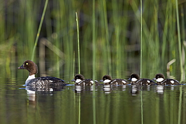 Common Goldeneye (Bucephala clangula) female swimming with four chicks, Lac Le Jeune Provincial Park, British Columbia, Canada, North America