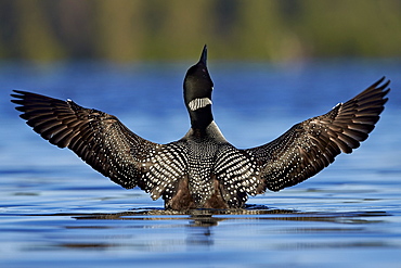 Common Loon (Gavia immer) stretching its wings, Lac Le Jeune Provincial Park, British Columbia, Canada, North America