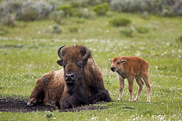 Bison (Bison bison) cow and calf, Yellowstone National Park, Wyoming, United States of America, North America