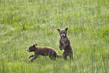 Black Bear (Ursus americanus), two chocolate cubs of the year or spring cubs, Yellowstone National Park, Wyoming, United States of America, North America