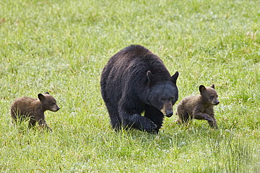 Black Bear (Ursus americanus) sow and two chocolate cubs of the year or spring cubs, Yellowstone National Park, Wyoming, United States of America, North America