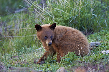 Black Bear (Ursus americanus), cinnamon yearling cub, Yellowstone National Park, Wyoming, United States of America, North America