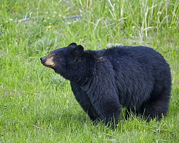 Black Bear (Ursus americanus), Yellowstone National Park, Wyoming, United States of America, North America