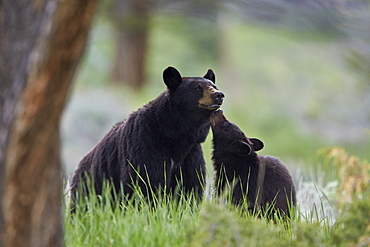 Black Bear (Ursus americanus), sow and yearling cub, Yellowstone National Park, Wyoming, United States of America, North America