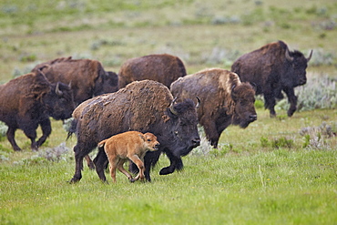 Bison (Bison bison) cow and calf running in the rain, Yellowstone National Park, Wyoming, United States of America, North America