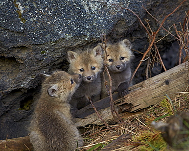 Red Fox (Vulpes vulpes or Vulpes fulva) kits, Yellowstone National Park, Wyoming, United States of America, North America