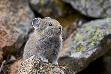 American Pika (Ochotona princeps), Yellowstone National Park, Wyoming, United States of America, North America