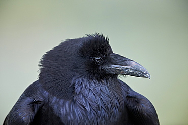 Common Raven (Corvus corax), Yellowstone National Park, Wyoming, United States of America, North America