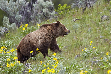 Grizzly Bear (Ursus arctos horribilis), Yellowstone National Park, Wyoming, United States of America, North America