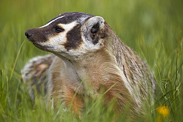 American Badger (Taxidea taxus), Yellowstone National Park, Wyoming, United States of America, North America