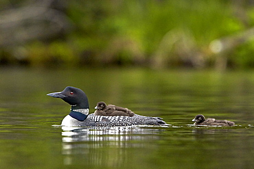 Common loon (Gavia immer) adult and two chicks, Lac Le Jeune Provincial Park, British Columbia, Canada, North America