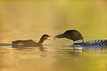 Common loon (Gavia immer) adult feeding a chick, Lac Le Jeune Provincial Park, British Columbia, Canada, North America