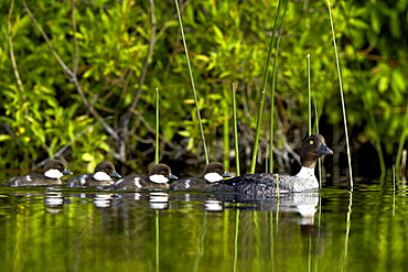 Common goldeneye (Bucephala clangula) female swimming with four chicks, Lac Le Jeune Provincial Park, British Columbia, Canada, North America