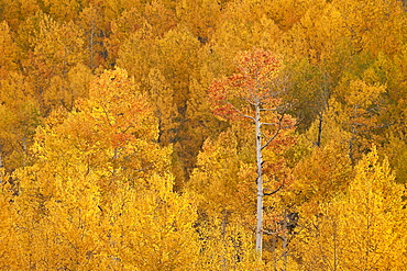 Yellow and orange aspen in the fall, Uncompahgre National Forest, Colorado, United States of America, North America