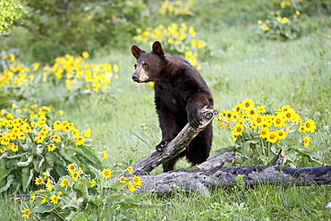 Young black bear (Ursus americanus), a year and a half old, in captivity, among arrowleaf balsam root, Animals of Montana, Bozeman, Montana, United States of America, North America