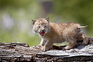 Baby Siberian lynx or Eurasian lynx (Lynx lynx) in captivity, Animals of Montana, Bozeman, Montana, United States of America, North America