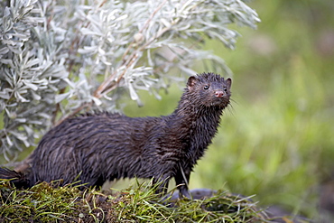 Mink (Mustela vison) mother and babies, in captivity, Animals of Montana, Bozeman, Montana, United States of America, North America