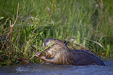 Beaver (Castor canadensis) feeding in Soda Butte Creek, Yellowstone National Park, Wyoming, United States of America, North America