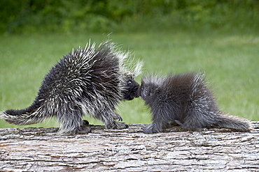 Porcupine (Erethizon dorsatum) mother and baby, in captivity, Sandstone, Minnesota, United States of America, North America