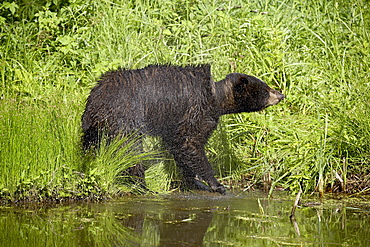 Black bear (Ursus americanus) drying off, in captivity, Sandstone, Minnesota, United States of America, North America