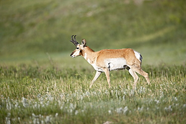 Pronghorn (Antilocapra americana), Custer State Park, South Dakota, United States of America, North America