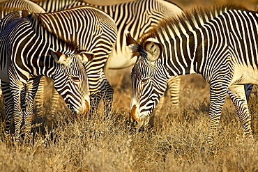 Group of Grevy's zebra (Equus grevyi) grazing, Samburu National Reserve, Kenya, East Africa, Africa