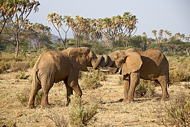 Two African elephant (Loxodonta africana) fighting, Samburu National Reserve, Kenya, East Africa, Africa