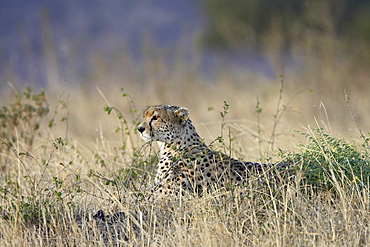 Cheetah (Acinonyx jubatus) lying down while surveying an open plain, Masai Mara National Reserve, Kenya, East Africa, Africa