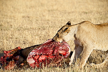 Lion (Panthera leo) eating a wildebeest, Masai Mara National Reserve, Kenya, East Africa, Africa