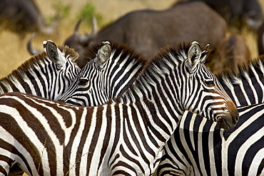 Common zebra (Burchell•À?s zebra) (Equus burchelli), Masai Mara National Reserve, Kenya, East Africa, Africa