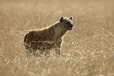 Spotted hyena (spotted hyaena) (Crocuta crocuta), Masai Mara National Reserve, Kenya, East Africa, Africa