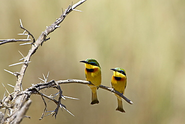 Little bee-eater (Merops pusillus) pair, Masai Mara National Reserve, Kenya, East Africa, Africa