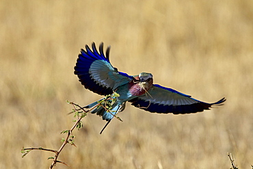 Lilac-breasted roller (Coracias caudata) landing with a grasshopper in its beak, Masai Mara National Reserve, Kenya, East Africa, Africa