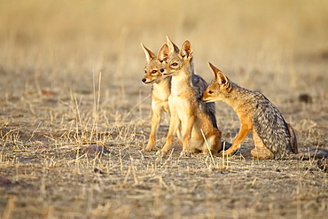 Three black-backed jackal or silver-backed jackal (Canis mesomelas) pups in early light, Masai Mara National Reserve, Kenya, East Africa, Africa