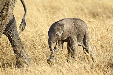 Baby African elephant (Loxodonta africana), two days old, Masai Mara National Reserve, Kenya, East Africa, Africa