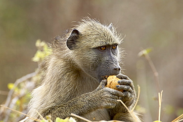 Chacma baboon (Papio ursinus) eating, Kruger National Park, South Africa, Africa