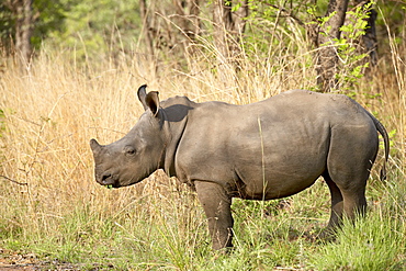 White rhinoceros (Ceratotherium simum), Kruger National Park, South Africa, Africa