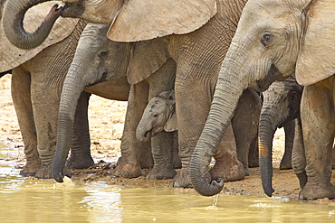 African elephants (Loxodonta africana) drinking, Addo Elephant National Park, South Africa, Africa