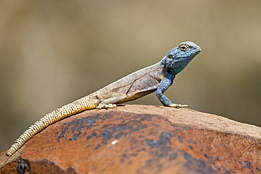 Southern rock agama (Agama atra atra), Mountain Zebra National Park, South Africa, Africa