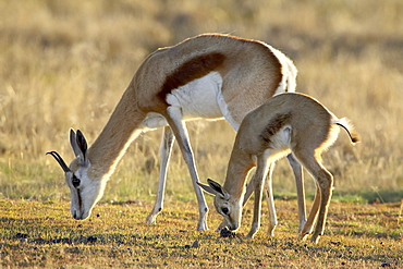 Mother and young springbok (Antidorcas marsupialis), Mountain Zebra National Park, South Africa, Africa