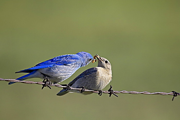 Mountain bluebird (Sialia currucoides) male feeding female, near Castlewood Canyon State Park, Colorado, United States of America, North America