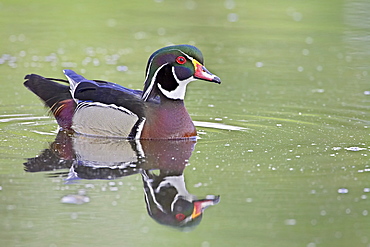 Male wood duck (Aix sponsa) swimming, Belmar Historic Park, Lakewood, Colorado, United States of America, North America